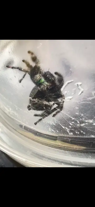 Phidippus audax Bold Jumping Spider, View more