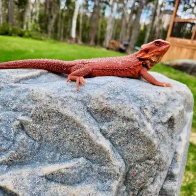 We’re expecting red monster baby bearded dragons soon. Limited availability so don’t miss out! https...