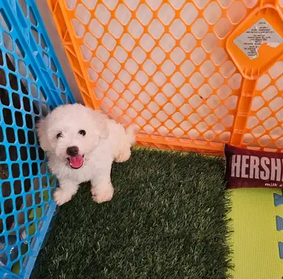 Gorgeous Bichon Frise puppy available to rehome now. He is so friendly, smart, cheerful, love childr...