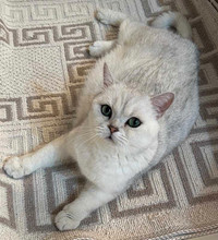 British silver shorthiar cats