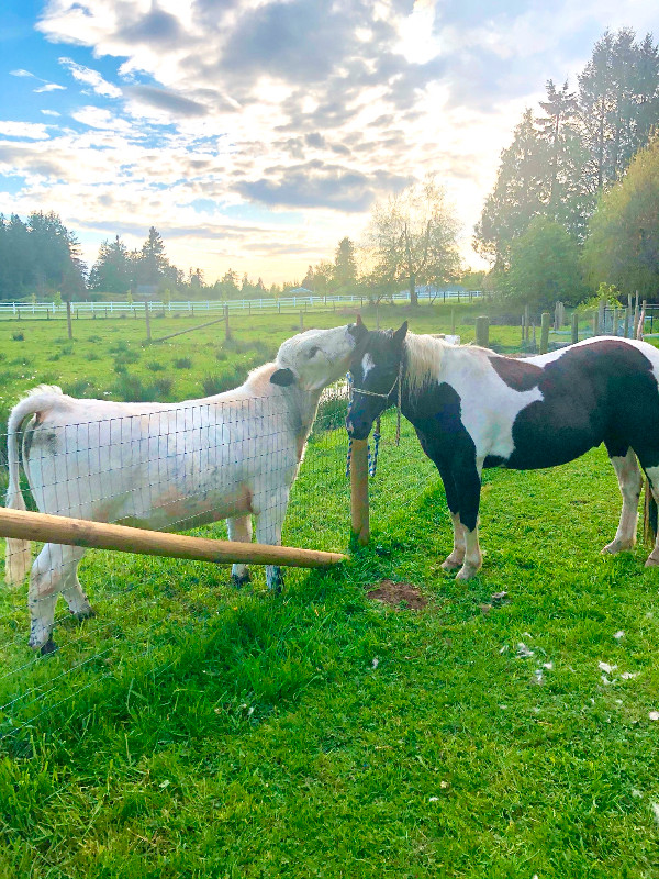 Buyer backed out,  Gelding quarter horse paint in Horses & Ponies for Rehoming in Abbotsford