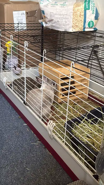 bonded Rabbits for rehoming, View more