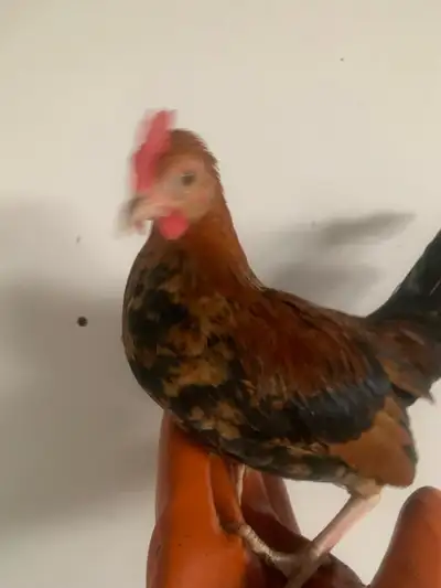 OEG Millefleur bantam rooster , View more