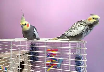 cockaciel  couple, View more