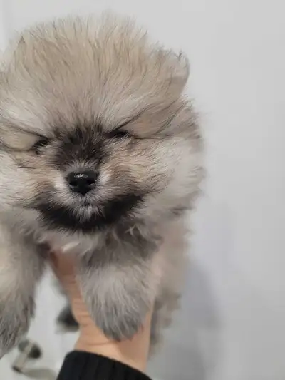 Adorable Purebred Pomeranian Puppies For Sale, View more