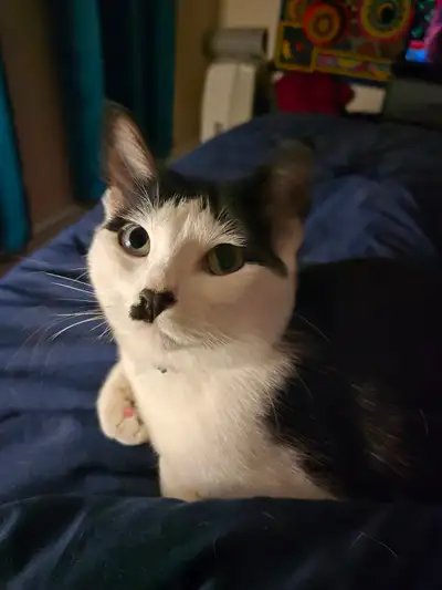 2 beautiful female cats needing good home, View more