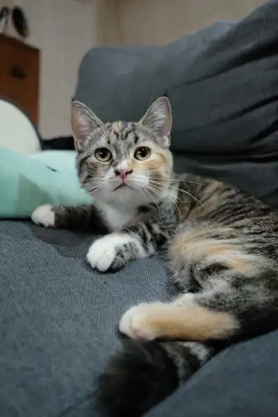 Siberian mix Kitten 3 and half months old  female, View more