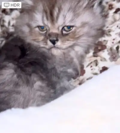 LOVECATS17 Cattery: TICA reg. breeder of Persians and Himalayans