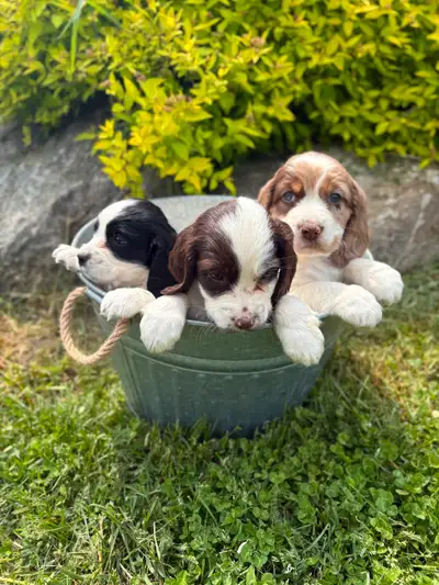 Sprocker Spaniel Puppies, View more