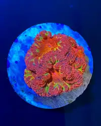 Ultra Premium Blastomussa Coral - Saltwater Corals
