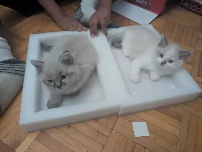 2 chatons née le 2 mai Une female blanche Un mâle beige Pas vacciné pas vermifugé 2 kittens born on...