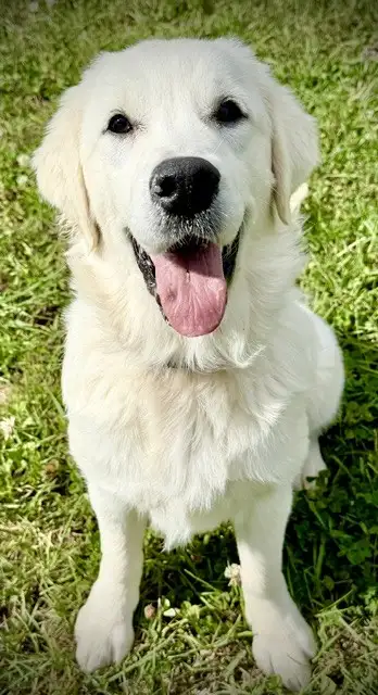 English Cream Golden Retriever in Dogs & Puppies for Rehoming in Oakville / Halton Region - Image 5