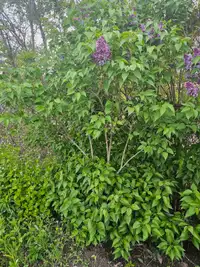 Lilac tree for sale