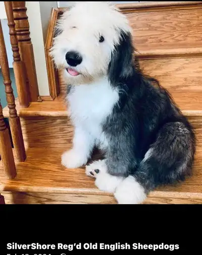 CKC Reg’d Old English Sheepdog Puppies!!, View more