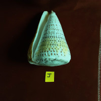 Shell "J" natural antique shell leopard cone 5" long x 3" wide