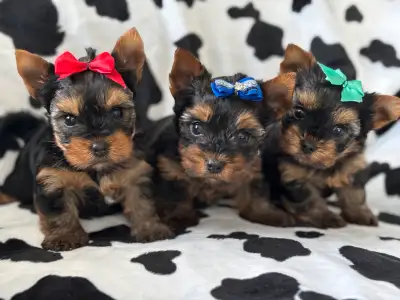 Yorkie puppys CKC Registerd, View more