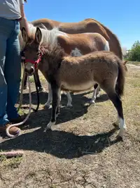 Mini Mule