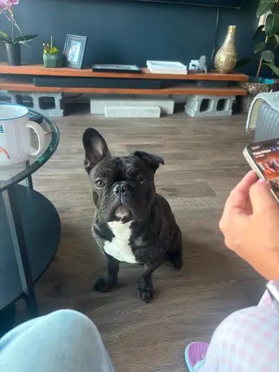 Gaston doit se trouver une nouvelle maison, c’est un bon chien, il obéit à des commandements simples...