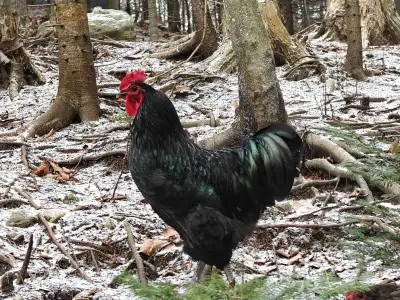 Young Orpington Black Rooster Noir, View more