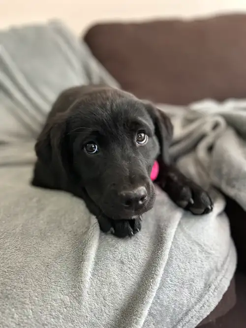 This is Fleur (flower in French) Beautiful Black Rottweiler Lab Female Puppy. She is beyond beautifu...