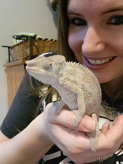 Exotic pet sitting sitter, View more