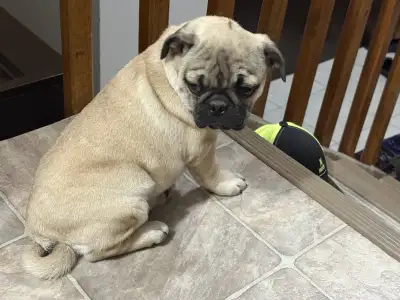 I have these purebred male pug puppies for sale $450 OBO born 16th of July just about 21 weeks old f...