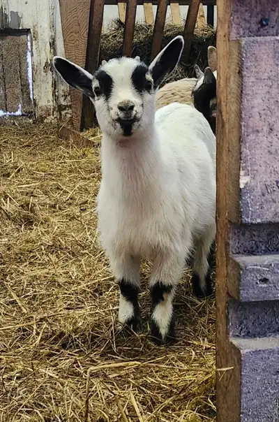 Nigerian Dwarf Doeling, View more
