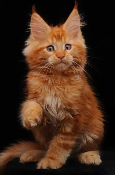 KEVIN- AMAZING BRICK RED MAINE COON male (WCF), View more