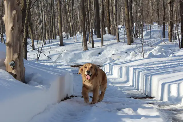 Golden Retriever Pup Waitlist in Dogs & Puppies for Rehoming in Owen Sound - Image 9
