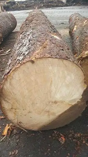 Spruce Logs Wanted in Other in Bridgewater - Image 3