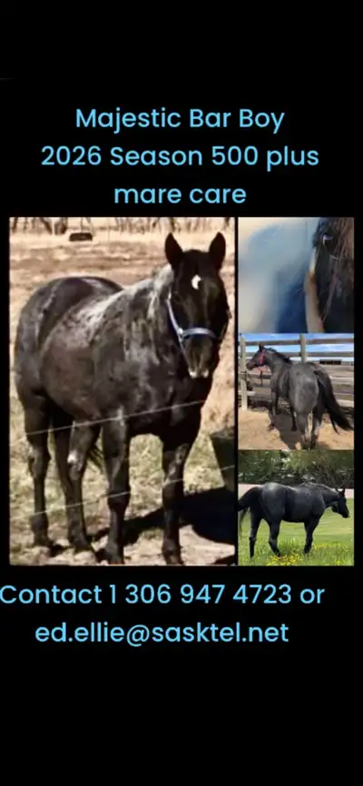 MAJESTIC BAR BOY  AQHA Standing at Stud $500 & mare care, View more