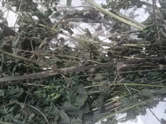 Dried Nettle in Puerto Rico in Canada - Image 3