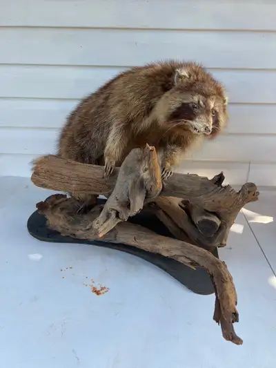 TAXADERMY Raccoon Antique 26x14x22 inch. In good condition. Check all pictures. 250$ Call or text Ry...