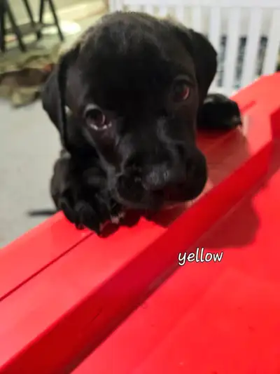 Lab/mastiff/american bulldog pups, View more