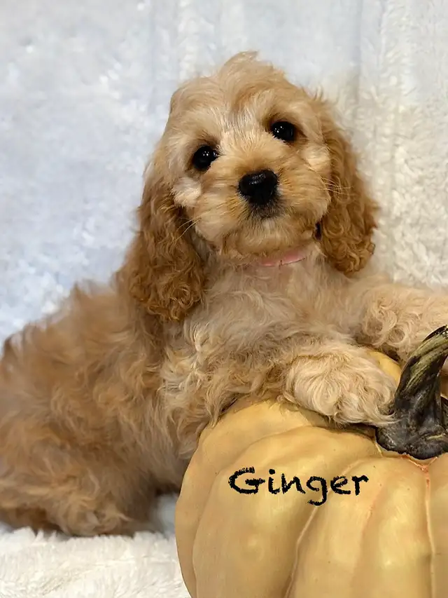 CHIOTS F1 MINI COCKAPOOS PUPPIES | Dogs & Puppies for Rehoming | Laval ...