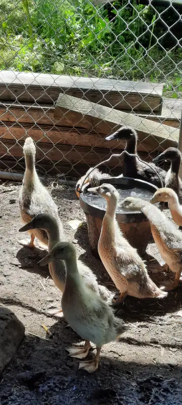 I have some unsexed welsh harlequin ducklings ready to go to a new home. They have been off a heat l...