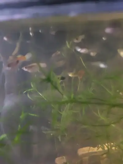 Guppies to rehome, View more