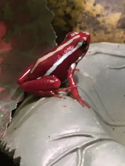 Dart Frog Tadpoles Epipedobates Anthoni Santa Isabel, View more