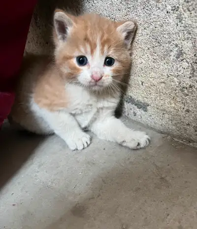 Kittens ready for rehoming, View more