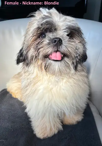 Shih Tzu Puppies for Sale, View more
