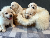 INCREDIBLE CKC REGISTERED YELLOW  LAB RETRIEVER pups