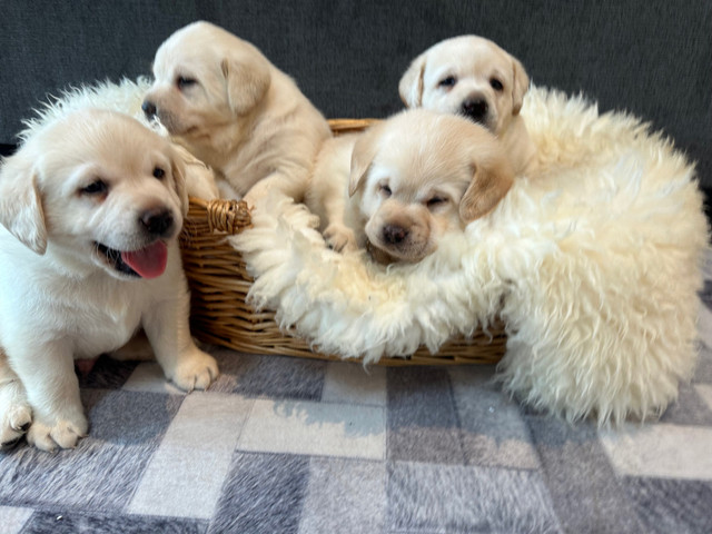 INCREDIBLE CKC REGISTERED YELLOW  LAB RETRIEVER pups in Dogs & Puppies for Rehoming in Comox / Courtenay / Cumberland
