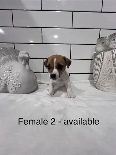 Jack Russell Puppies- only 3 left, View more