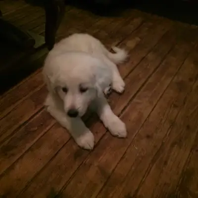 Great Pyrenees Puppies, View more