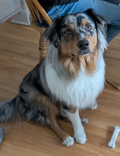 Australian Shepherd - 15 months old, View more