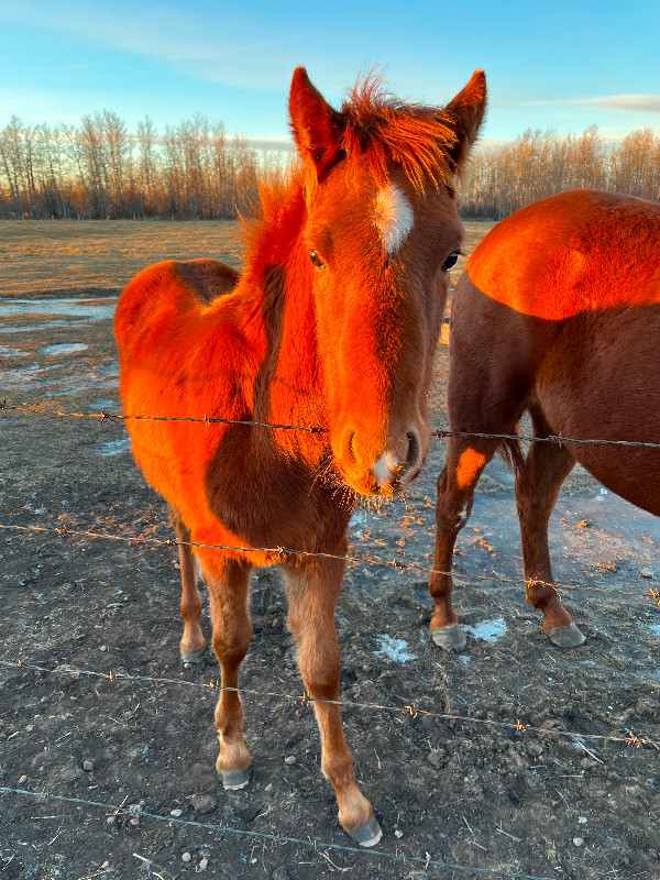 Stud colt for sale - SOLD PENDING PICK UP!! in Horses & Ponies for Rehoming in Edmonton