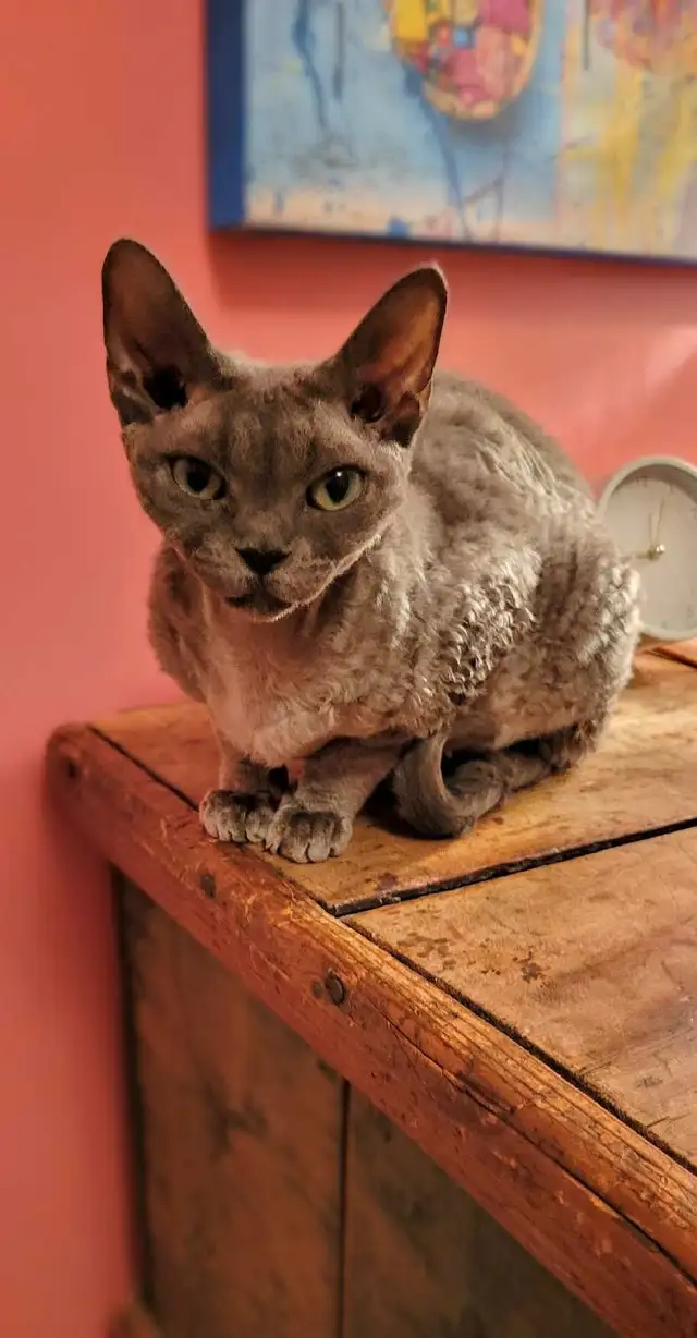 Chatte Devon Rex femelle in Cats & Kittens for Rehoming in Laval / North Shore - Image 3