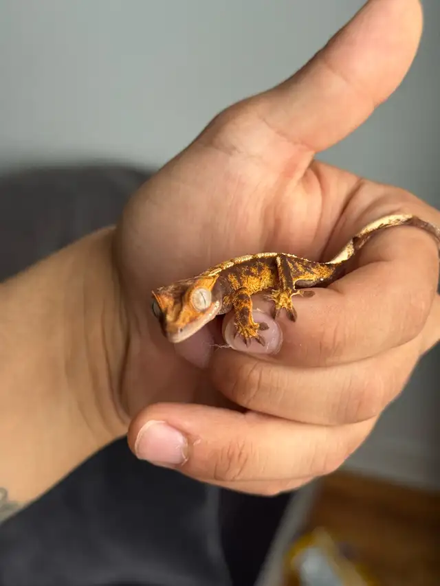 Tri-Color Extreme Harlequin Crested Gecko in Reptiles & Amphibians for Rehoming in City of Montréal - Image 3
