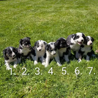 Bernese Mountain Dog Mix Puppies, View more
