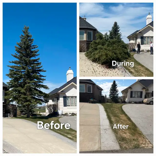 Papa Chops Tree Service63005665288193124